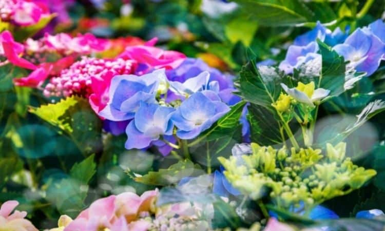 In the trade plate hortensia varieties with different flower colors are offered
