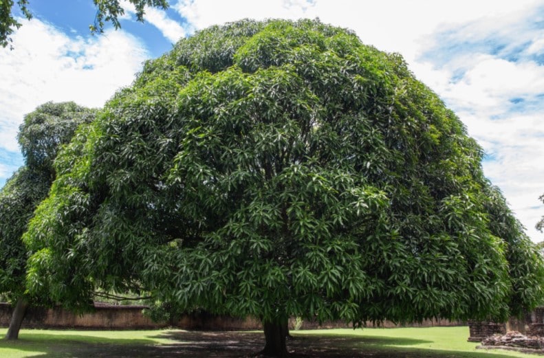 In the tropics, mangos grow into huge trees. As houseplants they remain significantly smaller