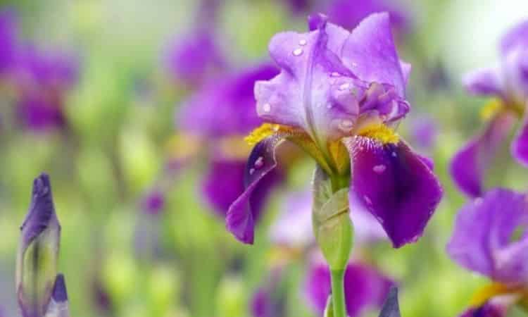 Iris: Everything To Care For, Cutting And Choice Location For Planting