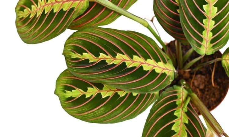 Is the Calathea plant poisonous