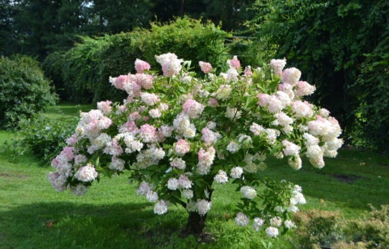 It is also possible to raise the panicle hydrangea to a high trunk