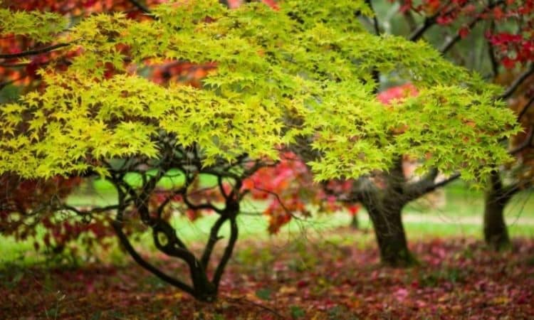 Fertilizing Japanese Maple – When and How