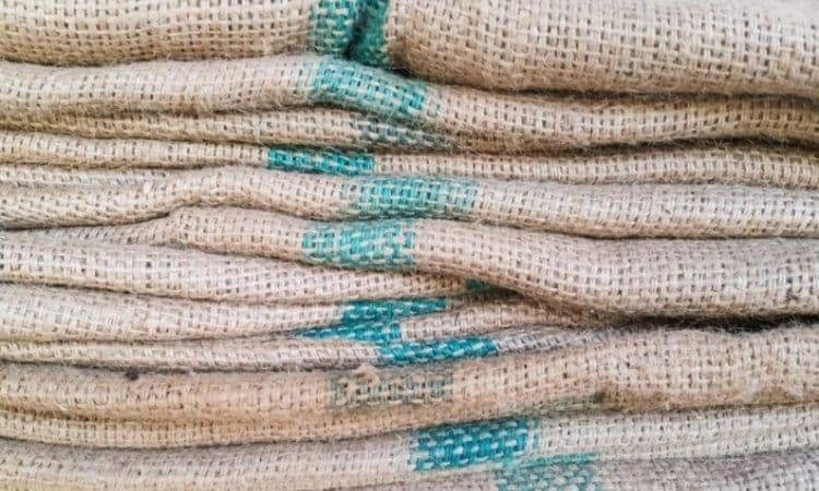 Jute bags are well suited as insulation material for the pot of the yucca in winter