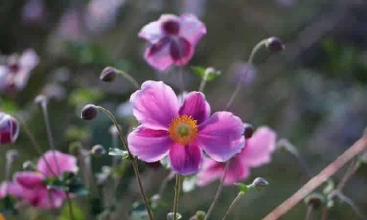 Many varieties of the autumn anemone convince in different shades of pink