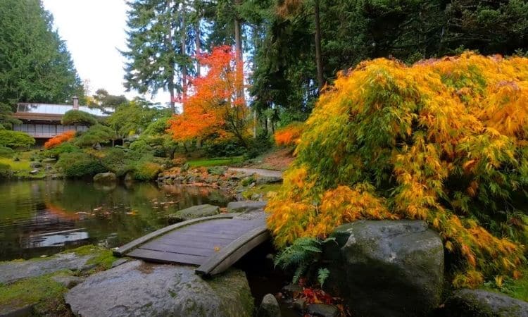 Nature Garden In Autumn: Gardening In A Natural Garden