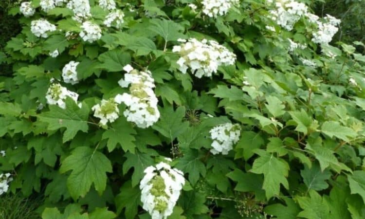 Oakleaf Hydrangea: Varieties, Location And Care
