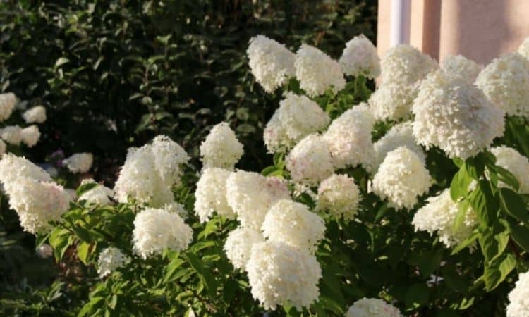 Panicle Hydrangea: Plants, Propagation, Cutting And The Best Varieties