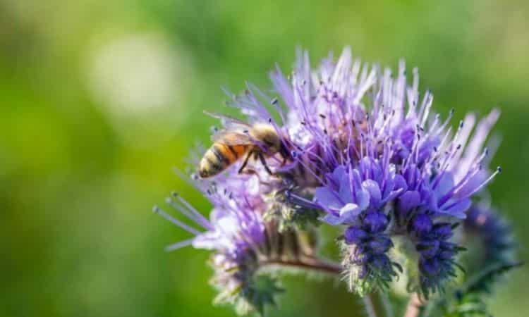 Phacelia: Sowing The Seeds, Location And Flowering Time Of The Tuft