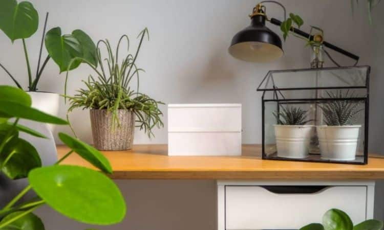 Office Plants: 10 Easy-Care Plants For The Office