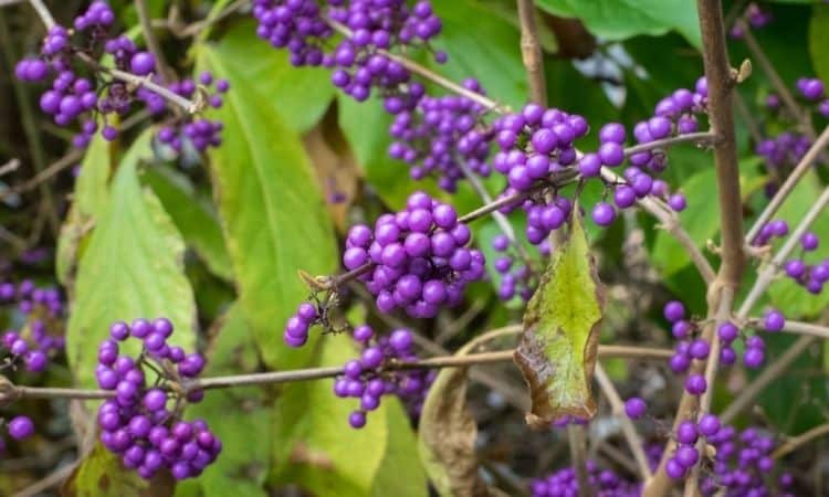 Purple berries of American beautyberry