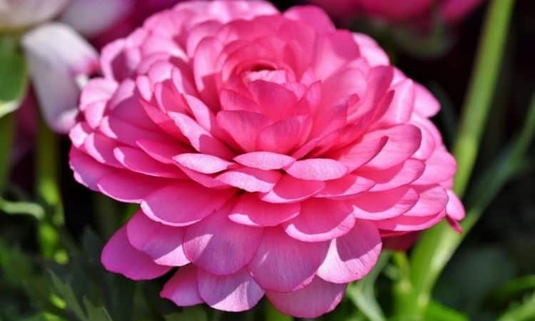 Ranunculus Flower (The Persian Buttercup): Plants, Care And Hardy Varieties