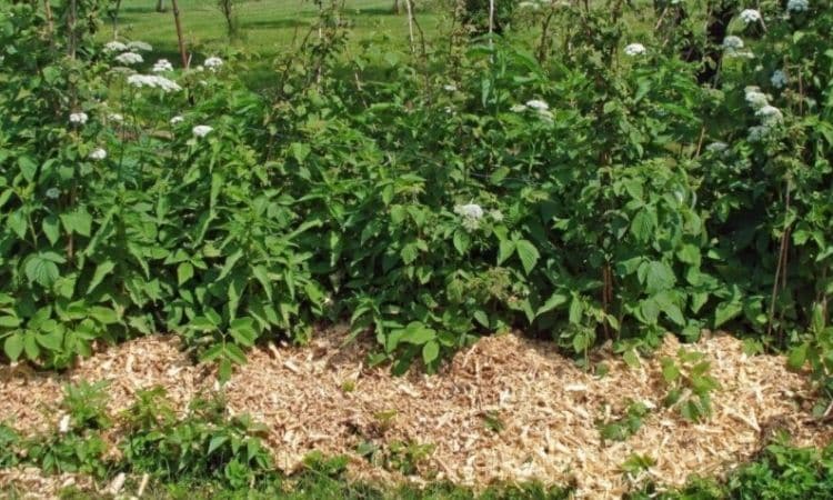 Raspberries should be mulched in July