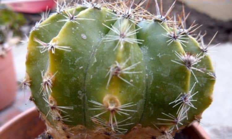 Recognize Deficiency Symptoms In Cacti