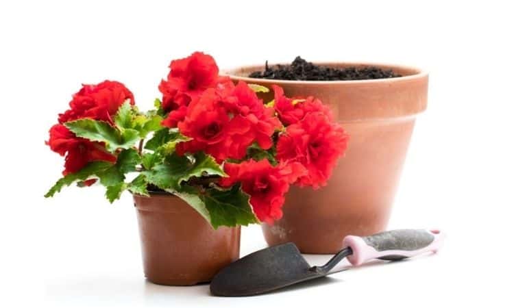 Red Begonia plant in the flowerpot