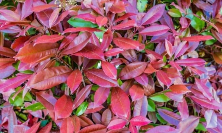 Fertilize the Photinia: Expert Tips For Perfect Fertilization Red Tip Photinia
