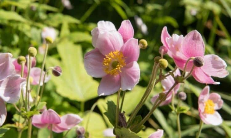 September Charme offers flowers in delicate pink
