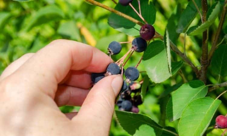 Serviceberry-fruit-picking