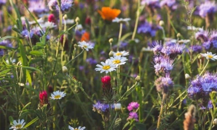 Species-rich flowering meadows offer habitat and food for numerous species