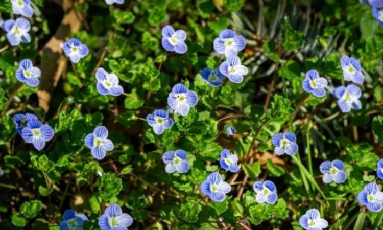 Speedwell Flowers: Grow The Veronica Plant In The Garden