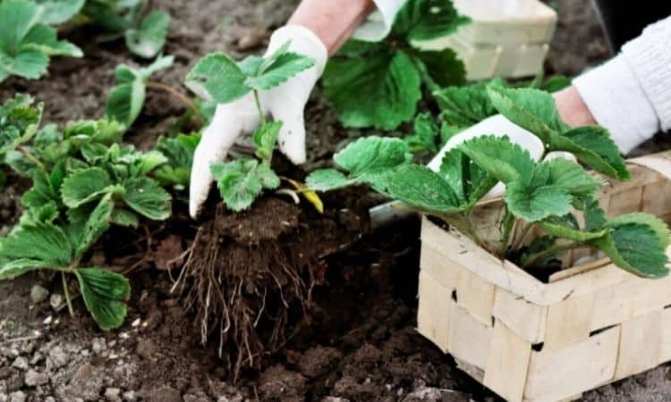 Strawberries are planted or transplanted in August