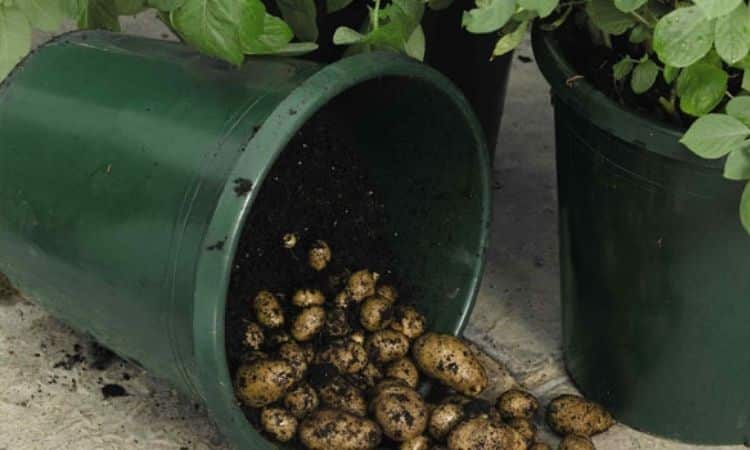 Successfully Grow Potatoes in Containers