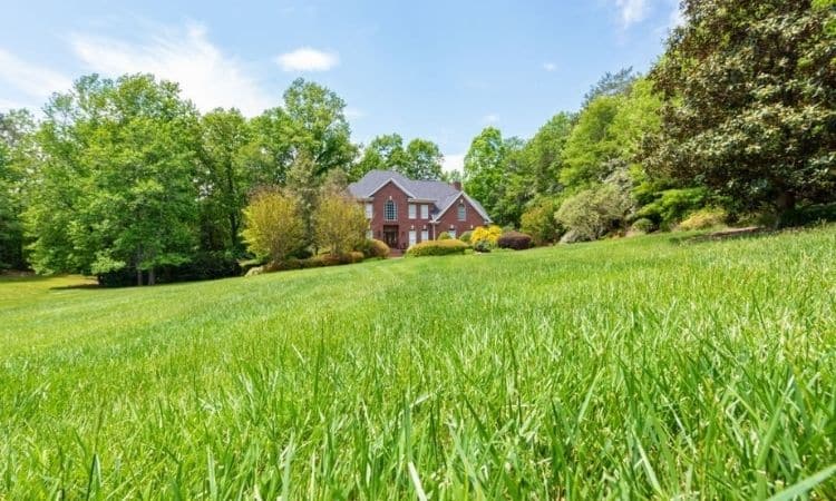 Tall Fescue Grass withoud house