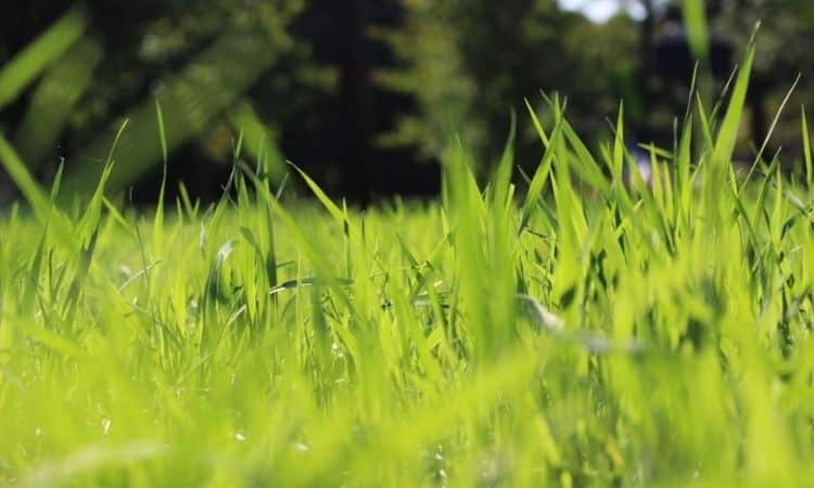Tall Fescue: All About The Festuca Arundinacea At A Glance