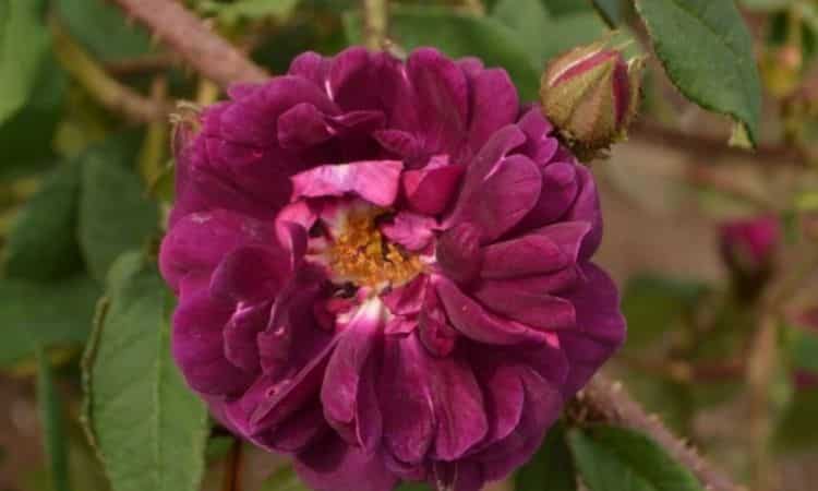 The moss rose ′Nuits de Young′ is considered the darkest moss rose variety