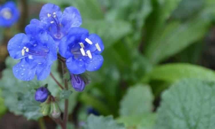 The P. campanularia variety 'Blue Bonnet' shines in strong blue
