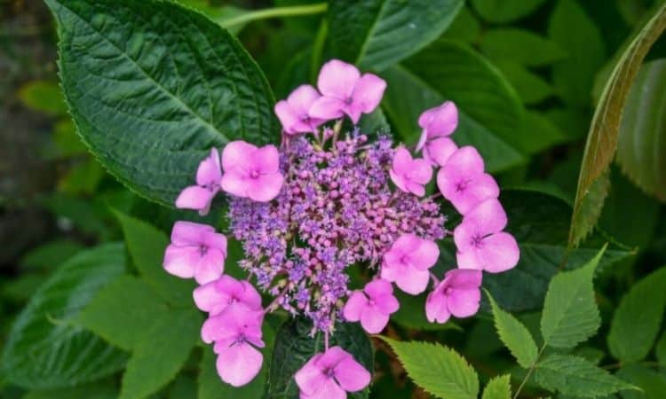 The blossom shades of the hortensia are composed of fertile inner blossoms and outer specious blossoms
