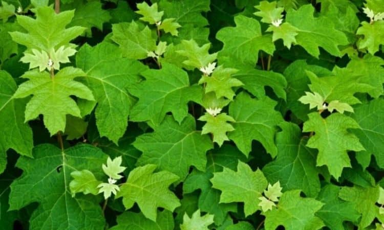The common feature of the Hydrangea quercifolia varieties is the characteristic oak leaf-like shape of the leaves