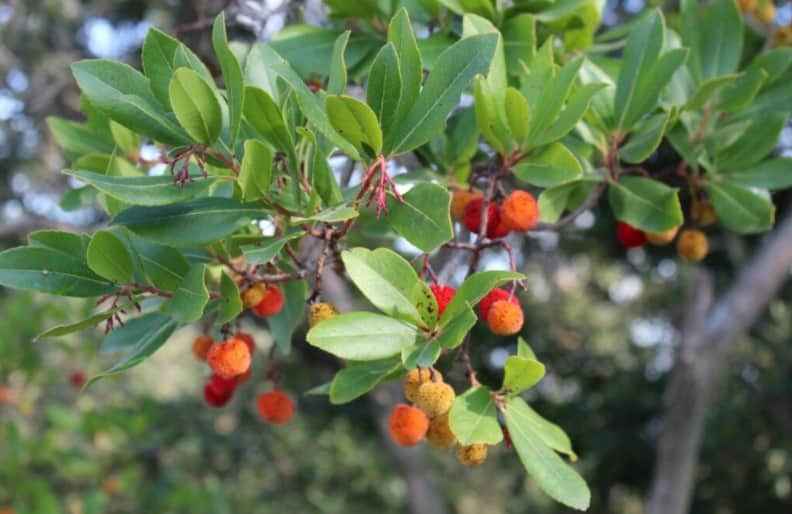 The fruits of the strawberry tree form in spring 