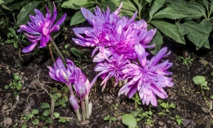 The hybrid variety ′Waterliliy′ is the only variety with double flowers