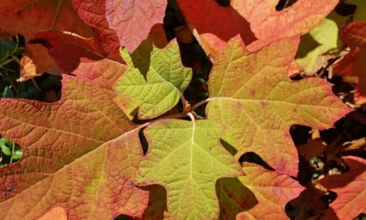 The leaves of the oakleaf hydrangea take on a pretty autumn coloring in the autumn