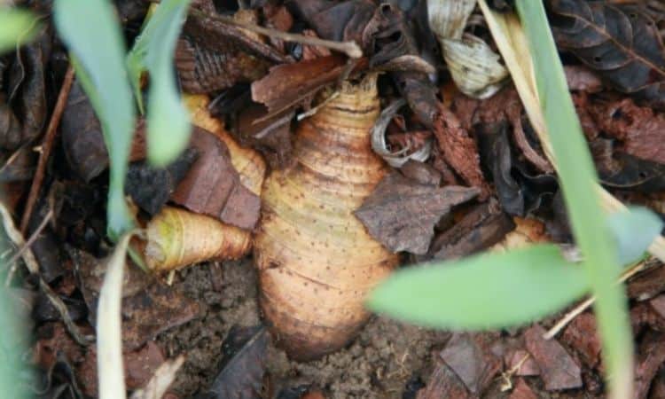 The rhizomes or tubers of the iris are planted very flat so that they are still visible