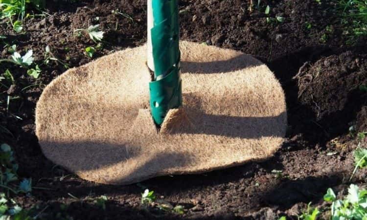 The underlay of a coconut mat protects the pear tree from weeds