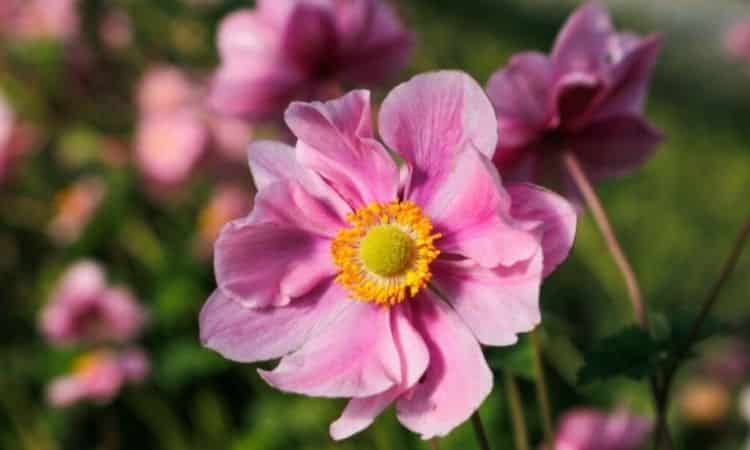 The variety Serenade belongs to the color intensive autumn anemones 