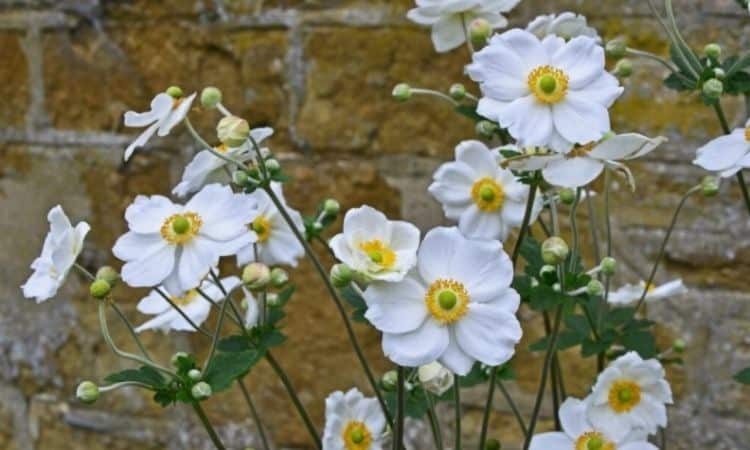 The variety ˈHonorine Jobertˈ shows brilliant white flowers