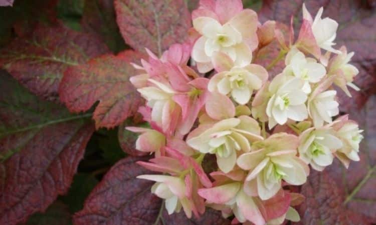 The white flowers of the oak hydrangea turn pinkish-red with time