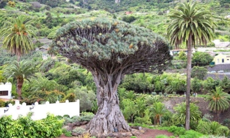 This dragon tree on Tenerife is over 1000 years old