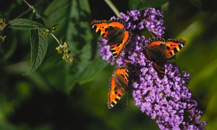 When To Cut Back Butterfly Bush In Your Garden?