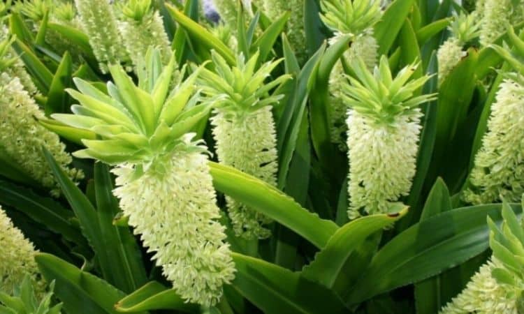 Pineapple Flower: Plants, Wintering And The Most Beautiful Varieties Of The Pineapple Lily