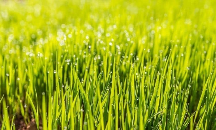 Watering The Lawn: How Often To Water The Lawn And Why Do It?
