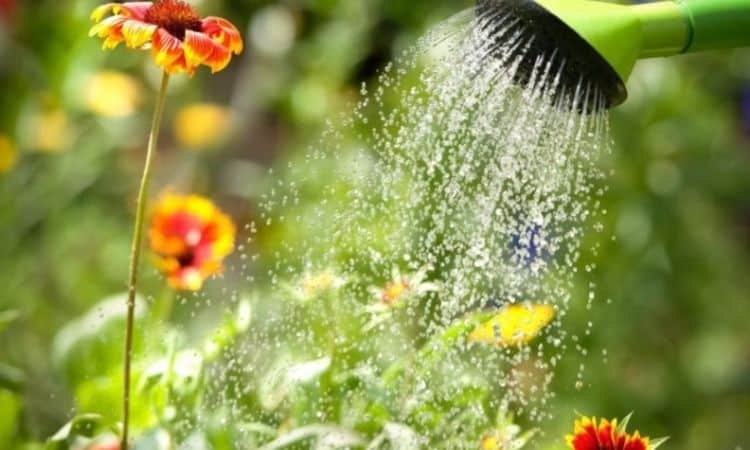 Watering is especially important in July