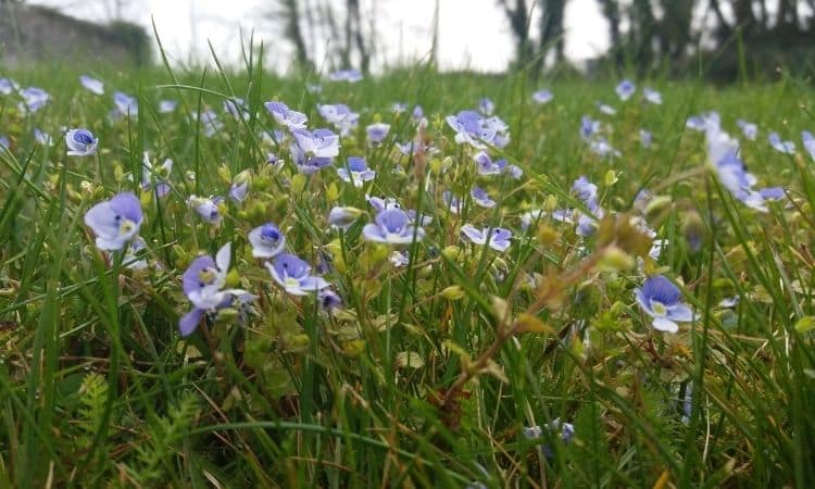 When and where to plant speedwell?