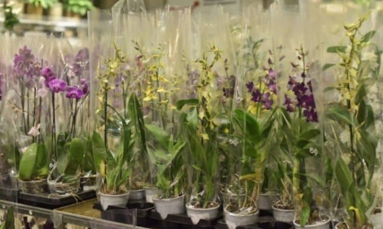 When buying orchids you should pay attention to some points