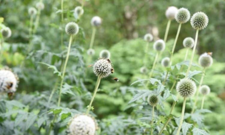 White globe thistle varieties, such as Star Frost, look particularly elegant