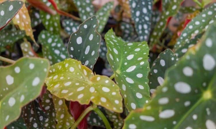 White spotted Begonia leaves