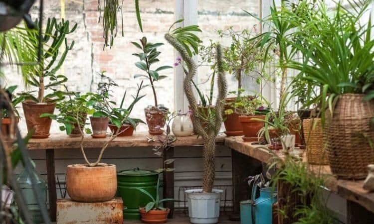 Wintering potted plants: How to proceed correctly