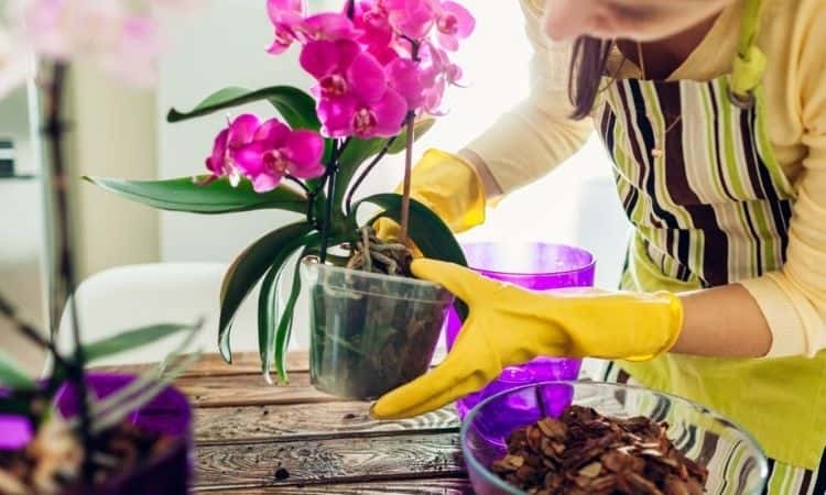 Woman transplanting orchid